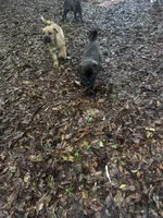 Buddy, a male Chinese Shar-Pei and Cane Corso for sale in Stockbridge, GA – Photo 5 of 6