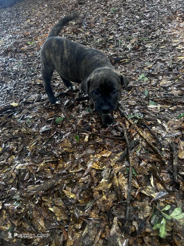 Buddy – Chinese Shar-Pei, Cane Corso puppy for sale in Stockbridge, GA