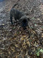 Buddy, a male Chinese Shar-Pei and Cane Corso for sale in Stockbridge, GA – Photo 1 of 6