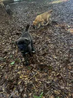 Buddy, a male Chinese Shar-Pei and Cane Corso for sale in Stockbridge, GA – Photo 4 of 6