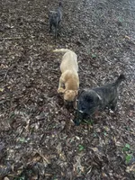 Buddy, a male Chinese Shar-Pei and Cane Corso for sale in Stockbridge, GA – Photo 3 of 6