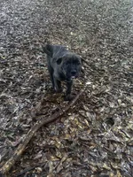Buddy, a male Chinese Shar-Pei and Cane Corso for sale in Stockbridge, GA – Photo 2 of 6