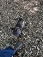 Drake, a male Chinese Shar-Pei and Cane Corso for sale in Stockbridge, GA – 3 of 5