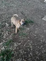 Storm, a male Chinese Shar-Pei and Cane Corso for sale in Stockbridge, GA – 4 of 4