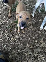 Blake, a male Chinese Shar-Pei and Cane Corso for sale in Stockbridge, GA – 3 of 5