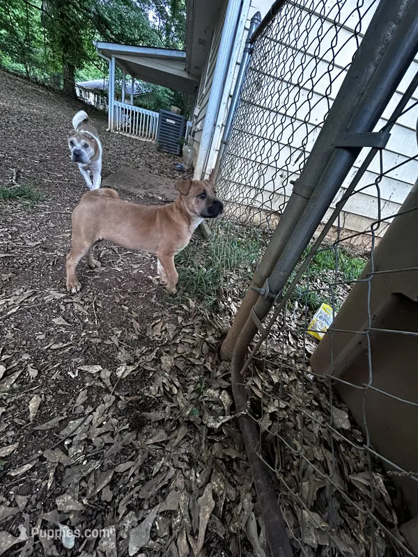 Storm – Chinese Shar-Pei, Cane Corso puppy for sale in Stockbridge, GA