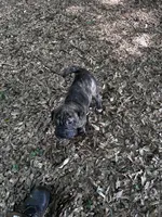 Drake, a male Chinese Shar-Pei and Cane Corso for sale in Stockbridge, GA – 5 of 5