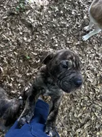 Drake, a male Chinese Shar-Pei and Cane Corso for sale in Stockbridge, GA – 2 of 5