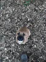 Storm, a male Chinese Shar-Pei and Cane Corso for sale in Stockbridge, GA – 3 of 4