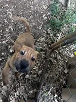 Blake, a male Chinese Shar-Pei and Cane Corso for sale in Stockbridge, GA – 2 of 5
