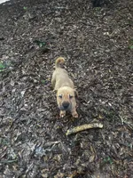 Blake, a male Chinese Shar-Pei and Cane Corso for sale in Stockbridge, GA – 5 of 5