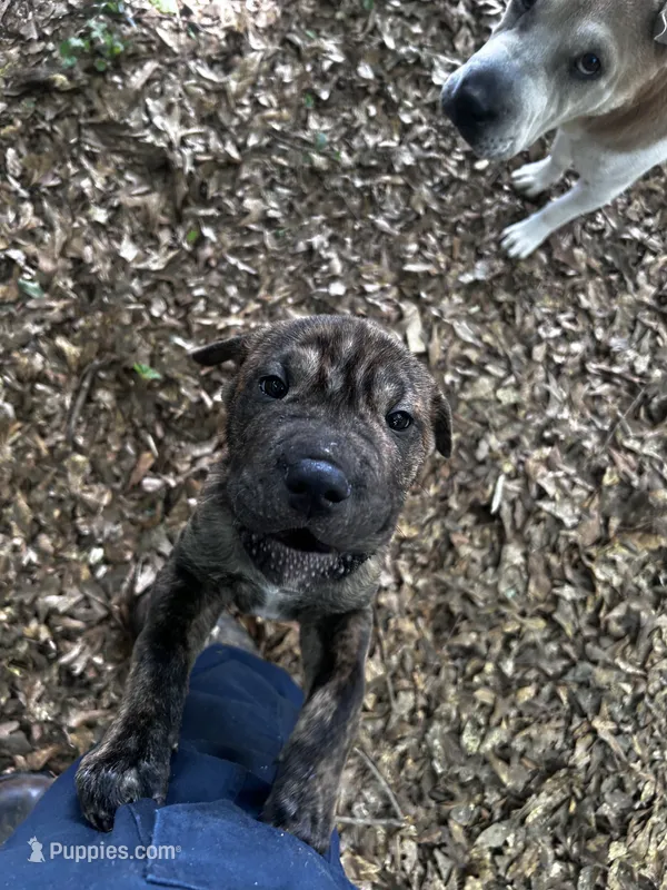 Drake – Chinese Shar-Pei, Cane Corso puppy for sale in Stockbridge, GA