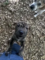Drake, a male Chinese Shar-Pei and Cane Corso for sale in Stockbridge, GA – 1 of 5