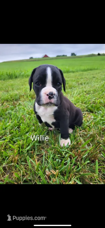 Willie AKC – Boxer puppy for sale in Ava, MO