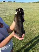 Winston AKC pnding, a male Boxer for sale in Ava, MO – 3 of 5