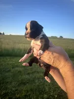 Winston AKC, a male Boxer for sale in Ava, MO – 1 of 5
