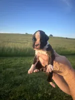 Winston AKC, a male Boxer for sale in Ava, MO – 2 of 5
