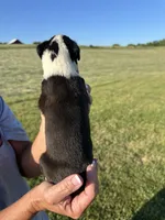 Whopper AKC, a male Boxer for sale in Ava, MO – 3 of 5