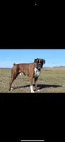 Whiskey , a male Boxer for sale in Ava, MO – 2 of 4