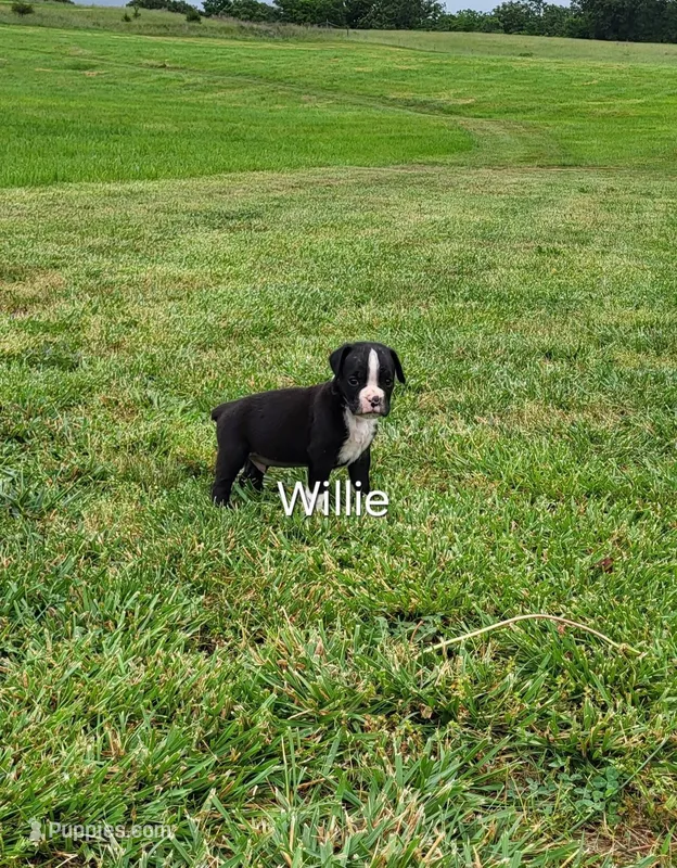 Willie AKC – Boxer puppy for sale in Ava, MO