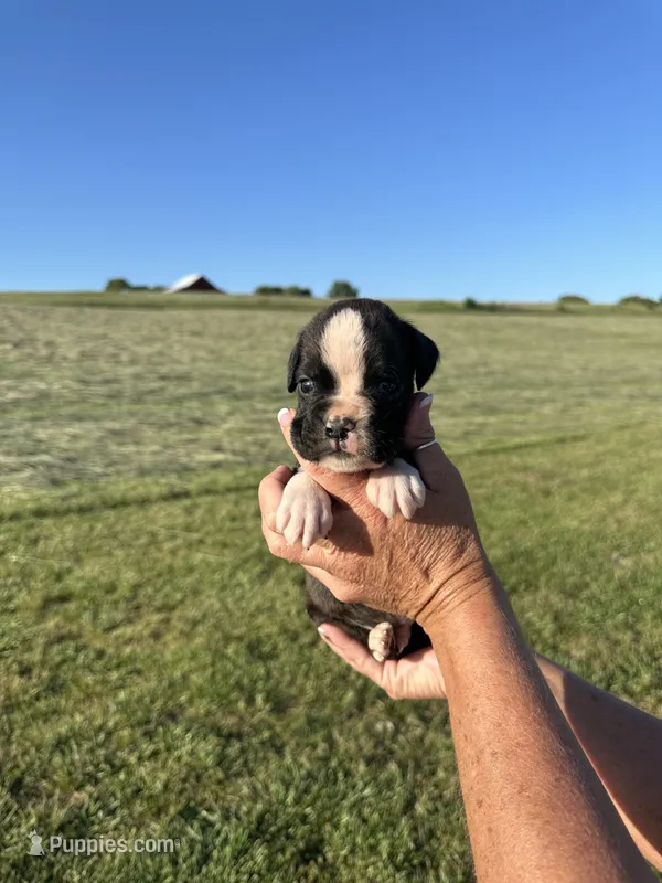 Winston AKC – Boxer puppy for sale in Ava, MO