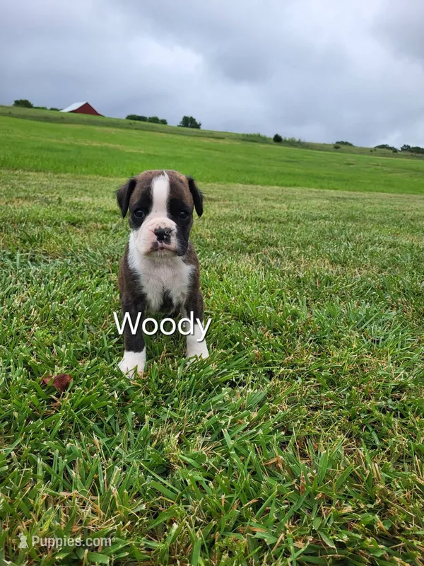 Woody AKC – Boxer puppy for sale in Ava, MO