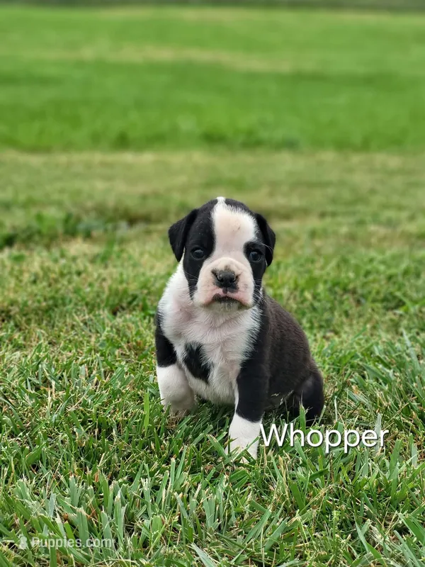 Whooper AKC – Boxer puppy for sale in Ava, MO
