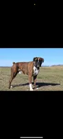 Whooper AKC, a male Boxer for sale in Ava, MO – 4 of 5