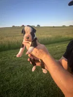 Whooper AKC, a male Boxer for sale in Ava, MO – 3 of 5