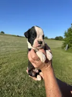 Whopper AKC, a male Boxer for sale in Ava, MO – 2 of 5