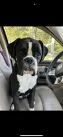 Willie AKC, a male Boxer for sale in Ava, MO – 4 of 4