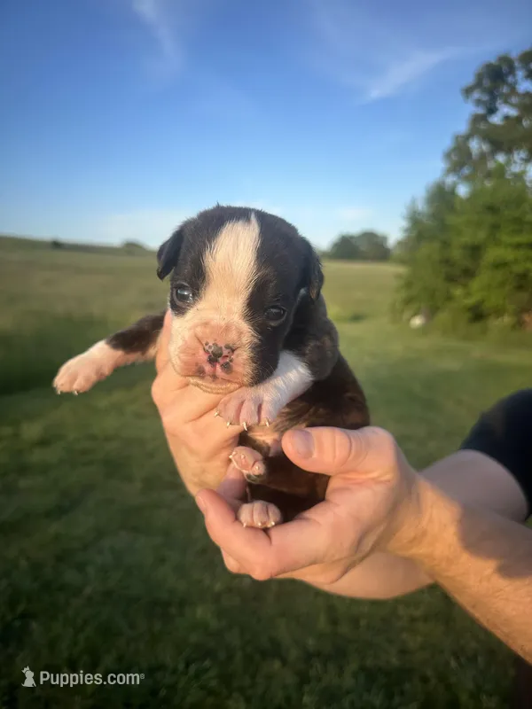 Woody AKC – Boxer puppy for sale in Ava, MO