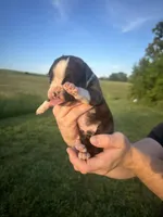 Woody AKC, a male Boxer for sale in Ava, MO – 2 of 6