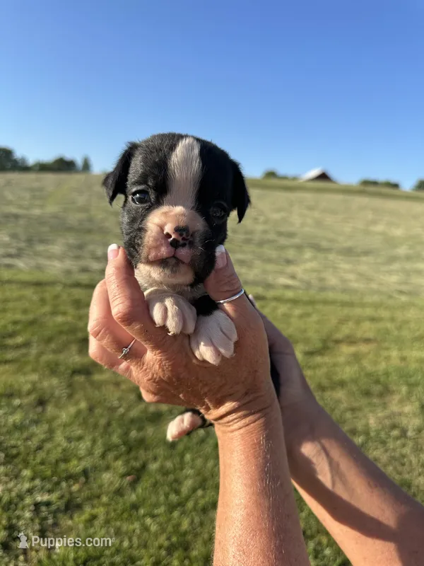 Willie AKC – Boxer puppy for sale in Ava, MO