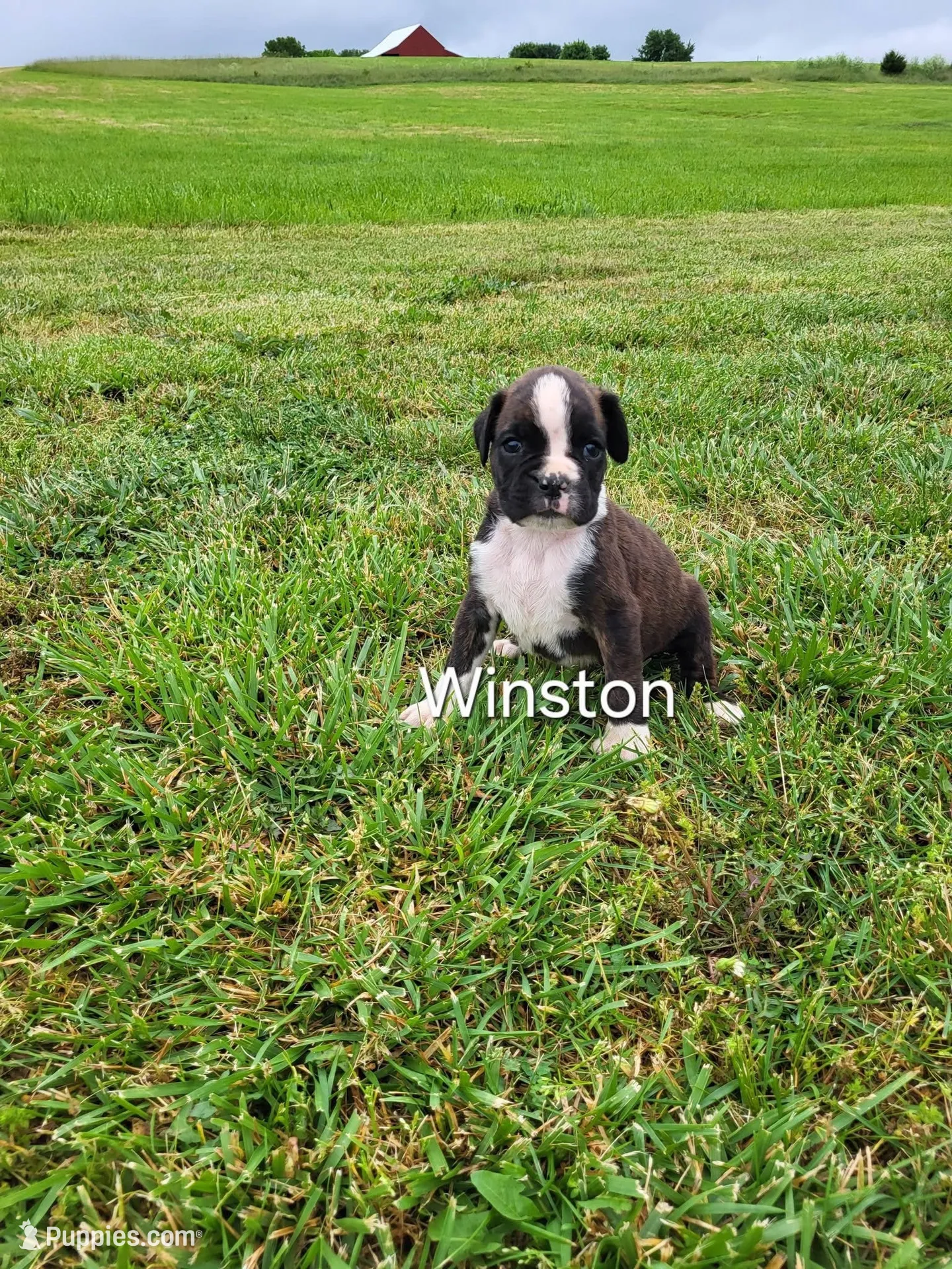 Winston AKC pnding, a male Boxer for sale in Ava, MO – 1 of 5