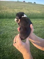 Willie AKC, a male Boxer for sale in Ava, MO – 2 of 4