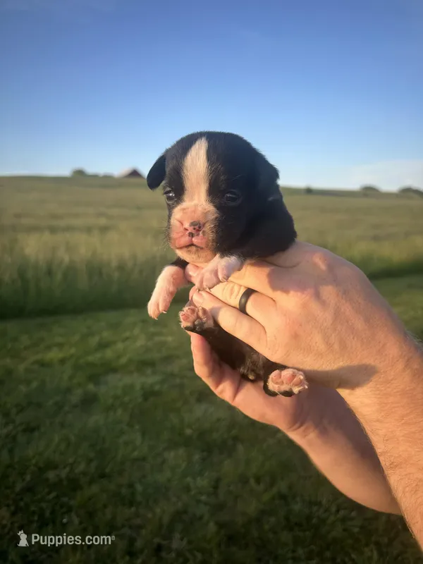 Willie AKC – Boxer puppy for sale in Ava, MO