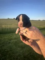 Willie AKC, a male Boxer for sale in Ava, MO – 1 of 4