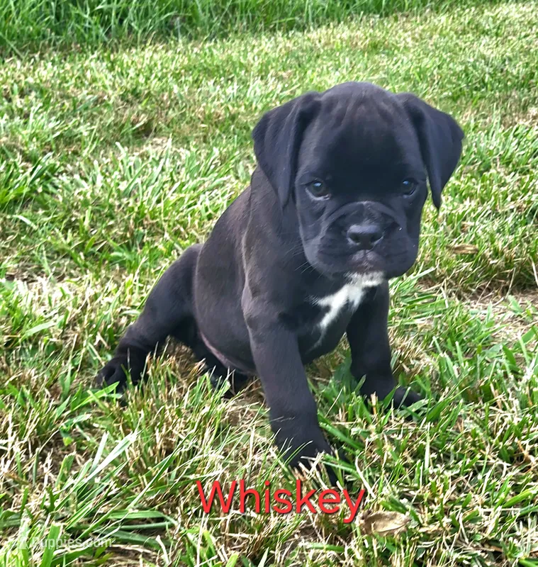 Whiskey AKC – Boxer puppy on hold in Ava, MO