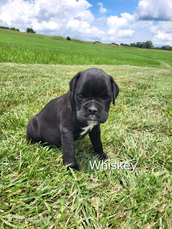 Whiskey  – Boxer puppy for sale in Ava, MO