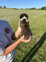 Woody AKC-pnding, a male Boxer for sale in Ava, MO – 3 of 7