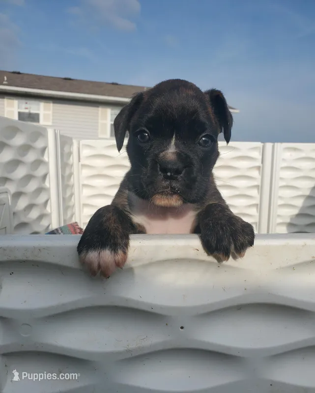 Max AKC  – Boxer puppy for sale in Ava, MO
