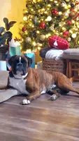 Max AKC , a male Boxer for sale in Ava, MO – Photo 2 of 3