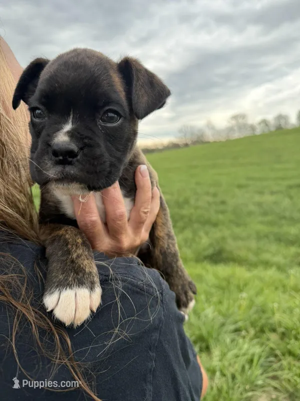 Max AKC  – Boxer puppy for sale in Ava, MO