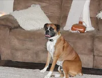 Max AKC , a male Boxer for sale in Ava, MO – Photo 3 of 3