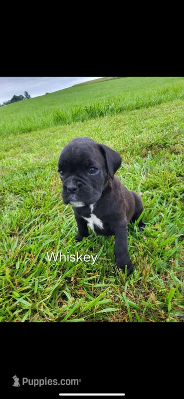 Whiskey  – Boxer puppy for sale in Ava, MO