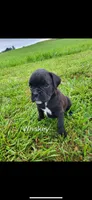 Whiskey AKC, a male Boxer for sale in Ava, MO – 2 of 6