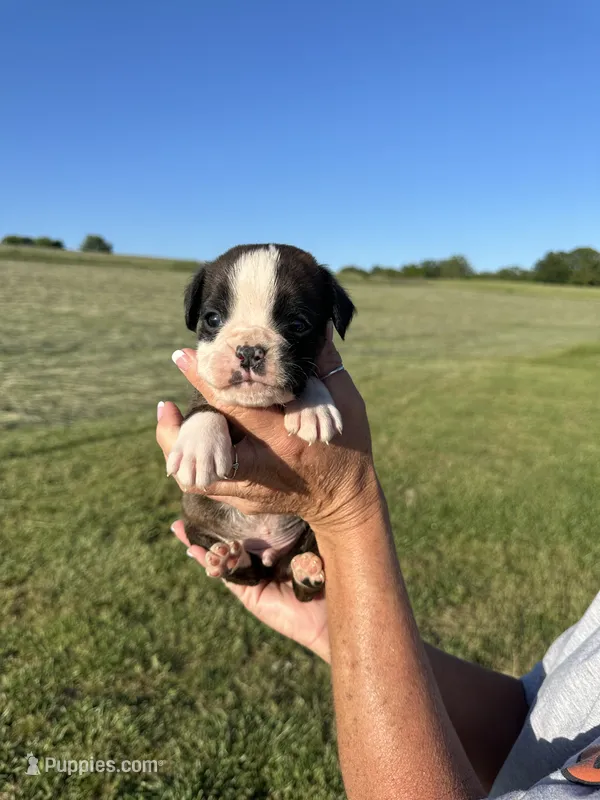 Woody AKC – Boxer puppy for sale in Ava, MO