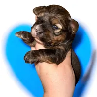 Sable boy, a male Yorkshire Terrier for sale in Tarpon Springs, FL – Photo 2 of 4