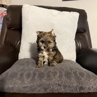 READY!!!! No waiting, a male Yorkshire Terrier for sale in Tarpon Springs, FL – Photo 8 of 8